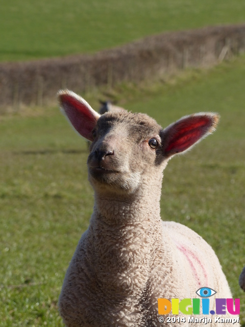 FZ004121 Lamb in field